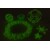 Fluorescenciniai 223 203  + 49,95€ 