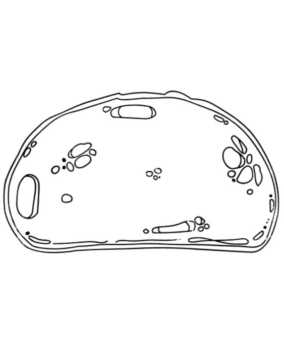 Antspaudukai - Maisto piramidė